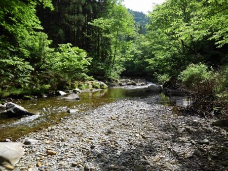 渓流ミノーイング